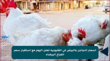 أسعار الدواجن والبيض في القليوبية تعلن اليوم مع استقرار سعر الفراخ البيضاء